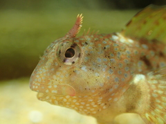 Coryphoblennius galerita