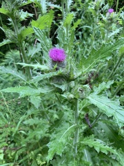 Cirsium edule