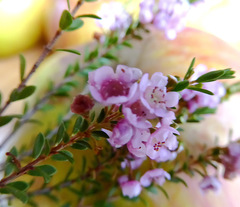 Thryptomene saxicola