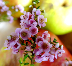 Thryptomene saxicola