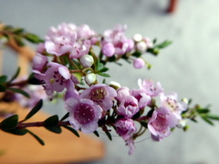Thryptomene saxicola