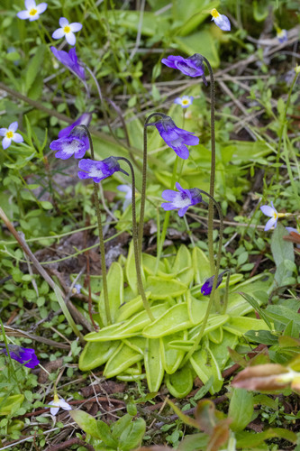 Pinguicula vulgaris