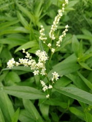 Koenigia alpina