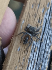 Phidippus vexans