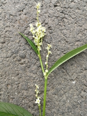 Koenigia alpina