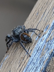 Phidippus vexans