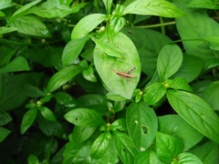 Phlaeoba fumosa