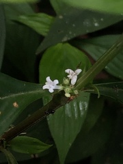 Spermacoce ocymifolia