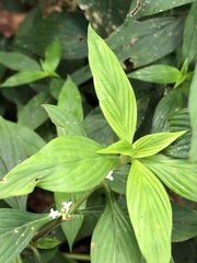 Spermacoce ocymifolia