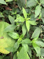 Spermacoce ocymifolia