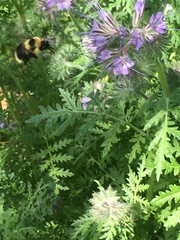 Bombus rufocinctus