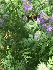 Bombus rufocinctus