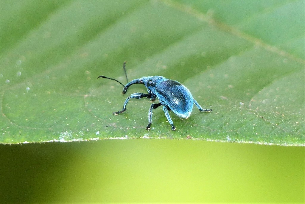 Mecorhis bhamoensis