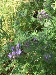 Bombus rufocinctus