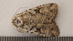 Anaplectoides pressus