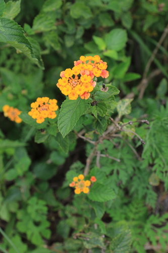 Lantana image