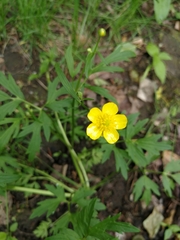 Ranunculus repens