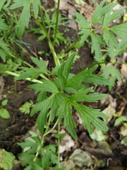 Ranunculus repens
