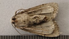 Anaplectoides pressus