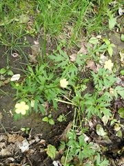 Ranunculus repens