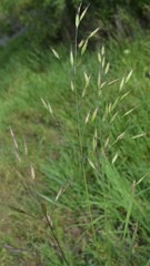Bromus racemosus