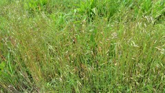 Bromus racemosus