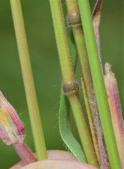 Bromus racemosus