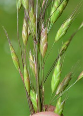 Bromus racemosus