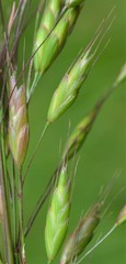 Bromus racemosus