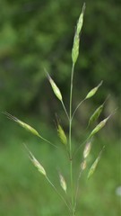 Bromus racemosus
