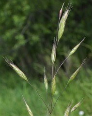 Bromus racemosus