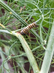 Papilio polyxenes