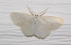 Scopula quadrilineata