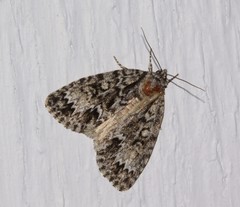 Acronicta fragilis