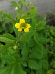Geum aleppicum
