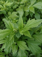Geum aleppicum