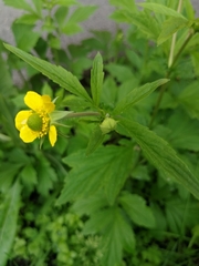 Geum aleppicum