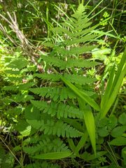 Dryopteris × boottii