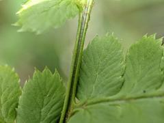 Dryopteris × boottii