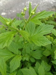 Geum aleppicum