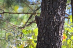 Lepidocolaptes leucogaster