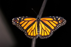 Mariposa Monarca - Photo (c) fam-esquivel, algunos derechos reservados (CC BY-NC)