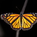 Monarch - Photo (c) fam-esquivel, some rights reserved (CC BY-NC)