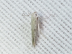 Haplochrois bipunctella