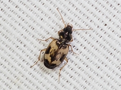 Tetragonoderus fasciatus