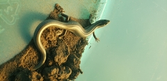 Plestiodon multivirgatus