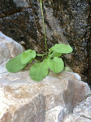 Primula utahensis