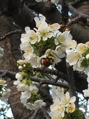Bombus huntii