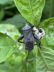 Piezogaster calcarator