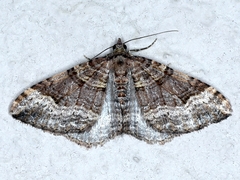Epyaxa subidaria